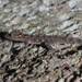 Tha Chana Round-eyed Gecko - Photo (c) ian_dugdale, some rights reserved (CC BY)