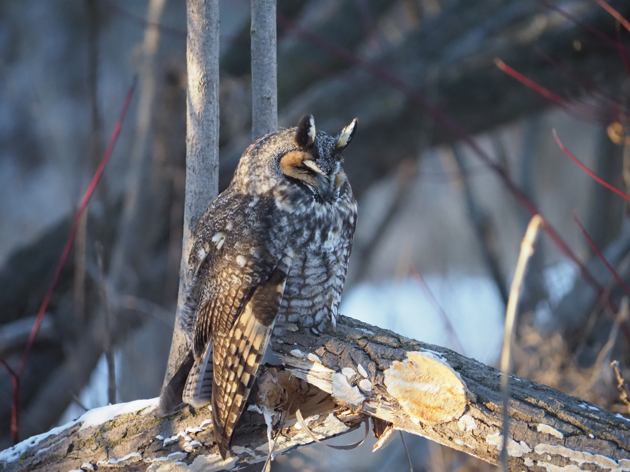 Long-eared Owl (Asio otus), photo 5