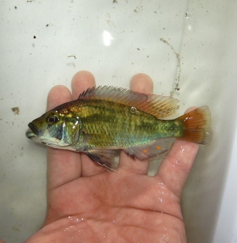 Astatotilapia calliptera