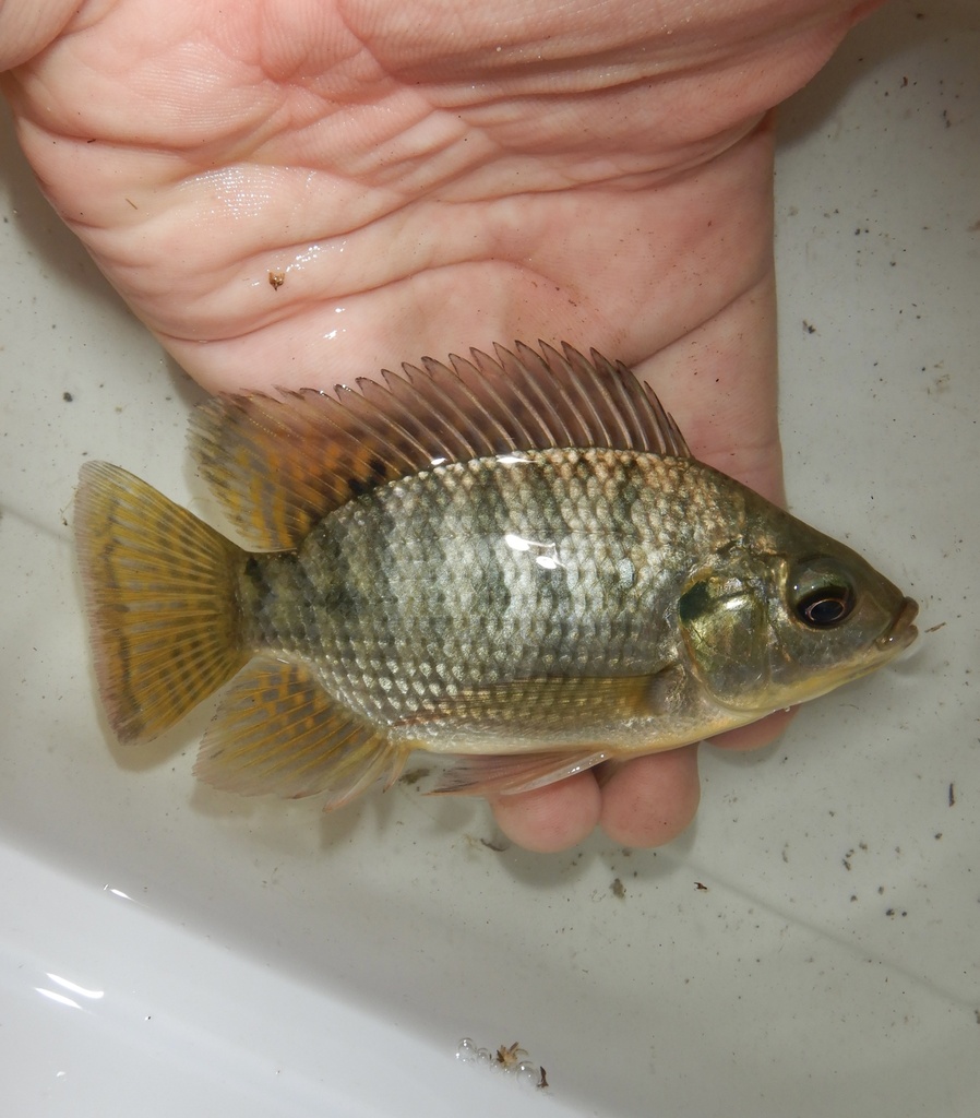 Baringo tilapia (Oreochromis niloticus) — Cichlidae