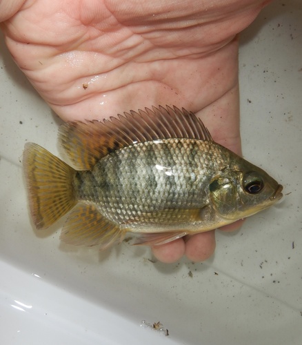 Oreochromis niloticus