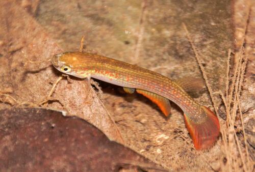 Straighttail rivulus (Laimosemion rectocaudatus) — Rivulidae