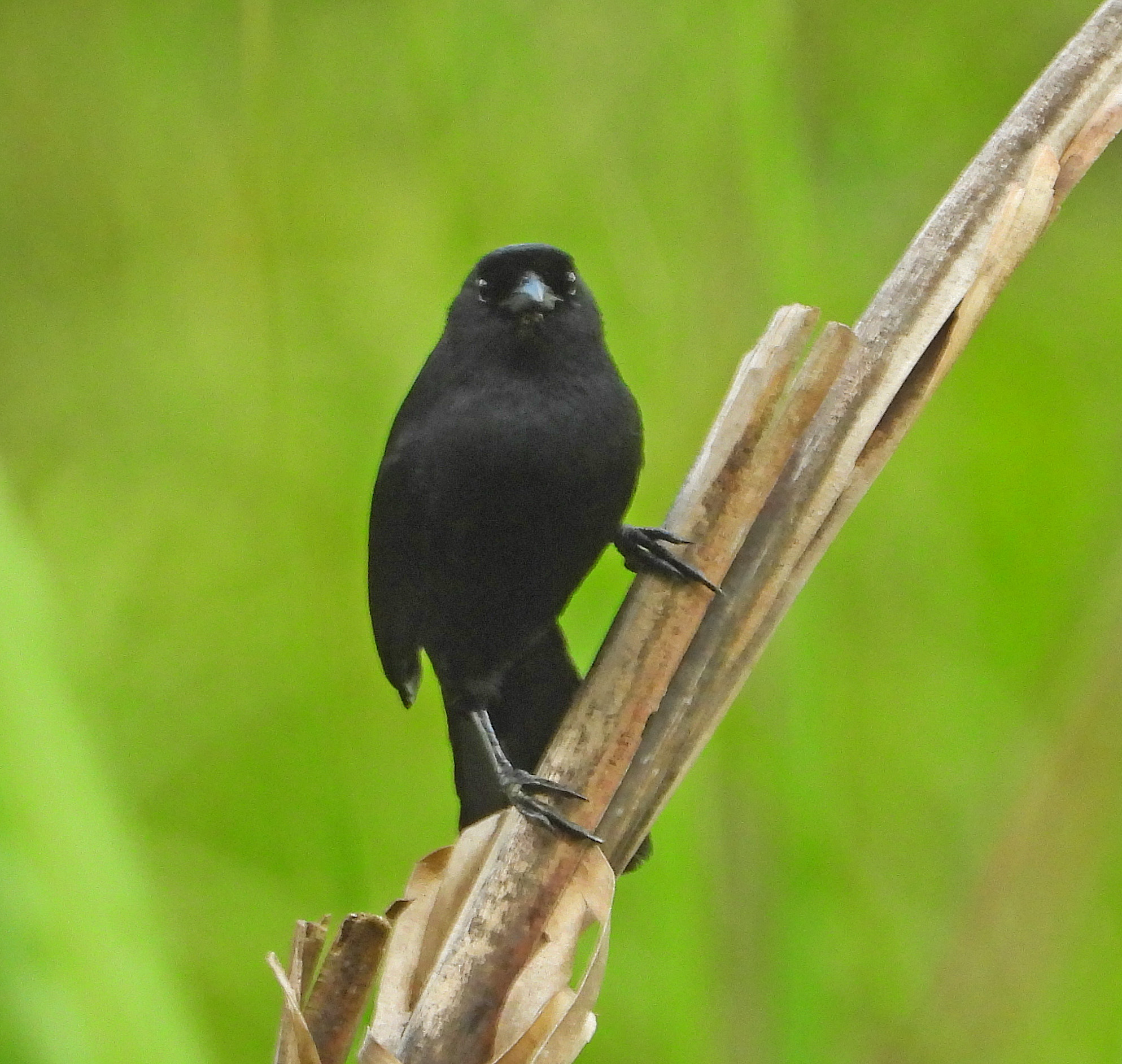 Velvet-fronted Grackle (Lampropsar tanagrinus), photo 4