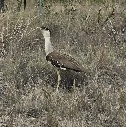 Australian Bustard