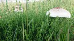 Macrolepiota zeyheri