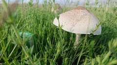 Macrolepiota zeyheri