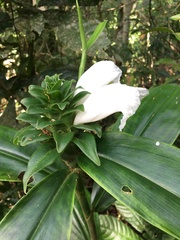 Costus arabicus