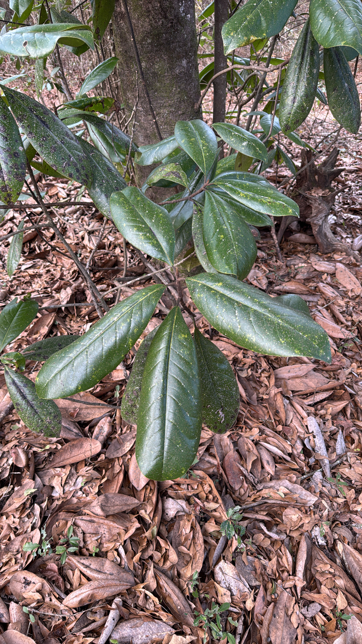Southern magnolia