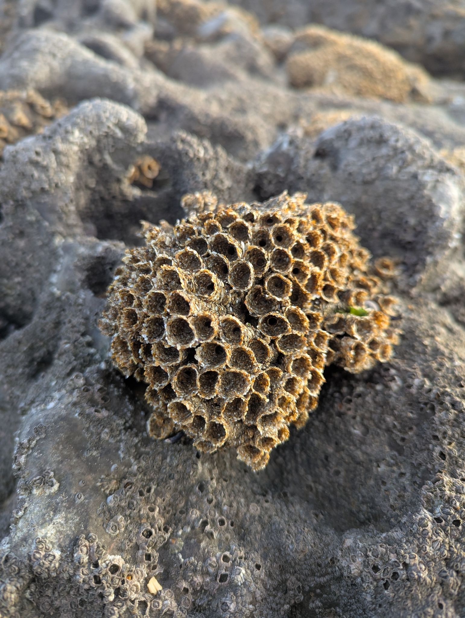 Sabellaria alveolata (Linnaeus, 1767)