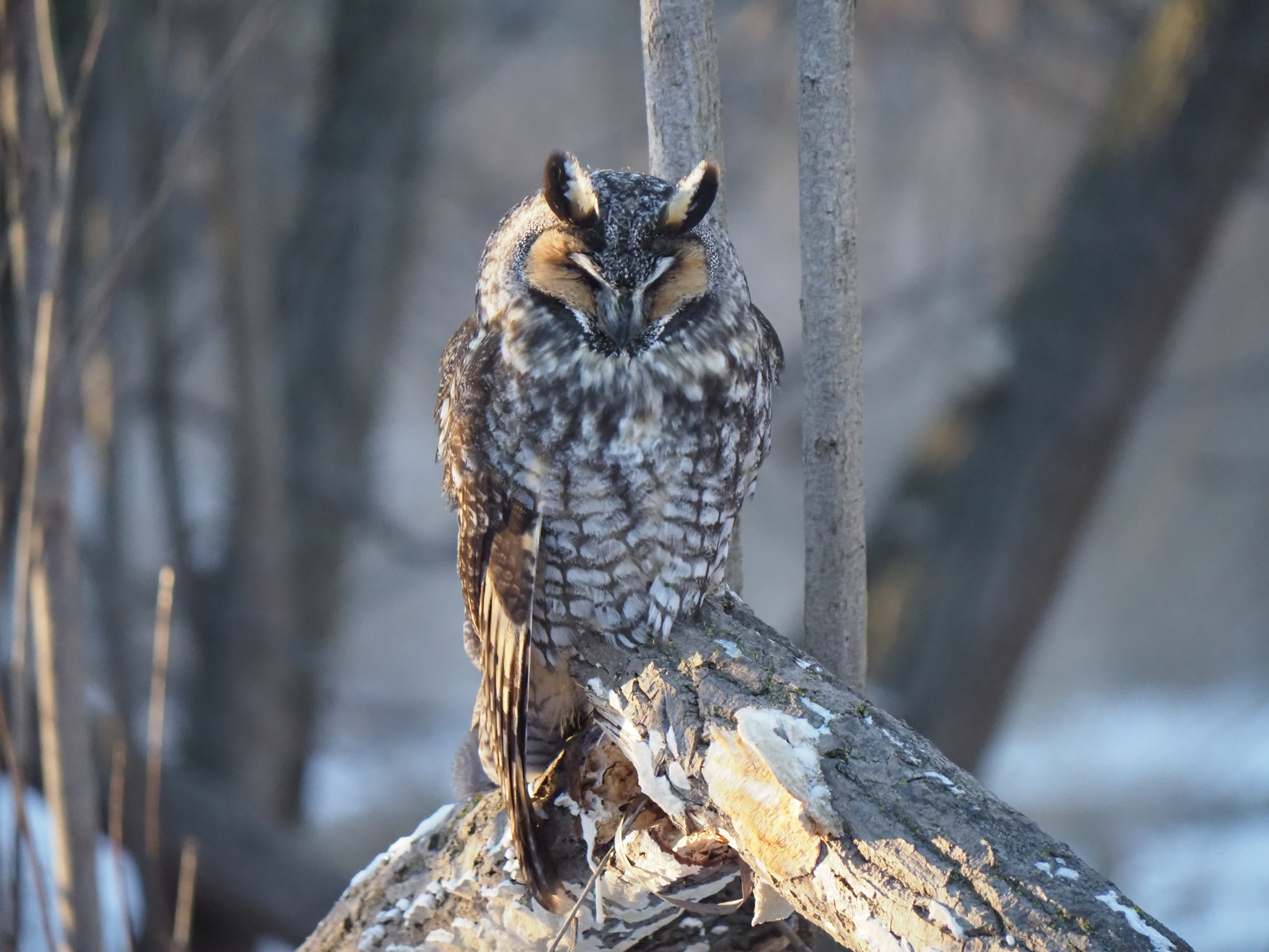 Long-eared Owl (Asio otus), photo 6