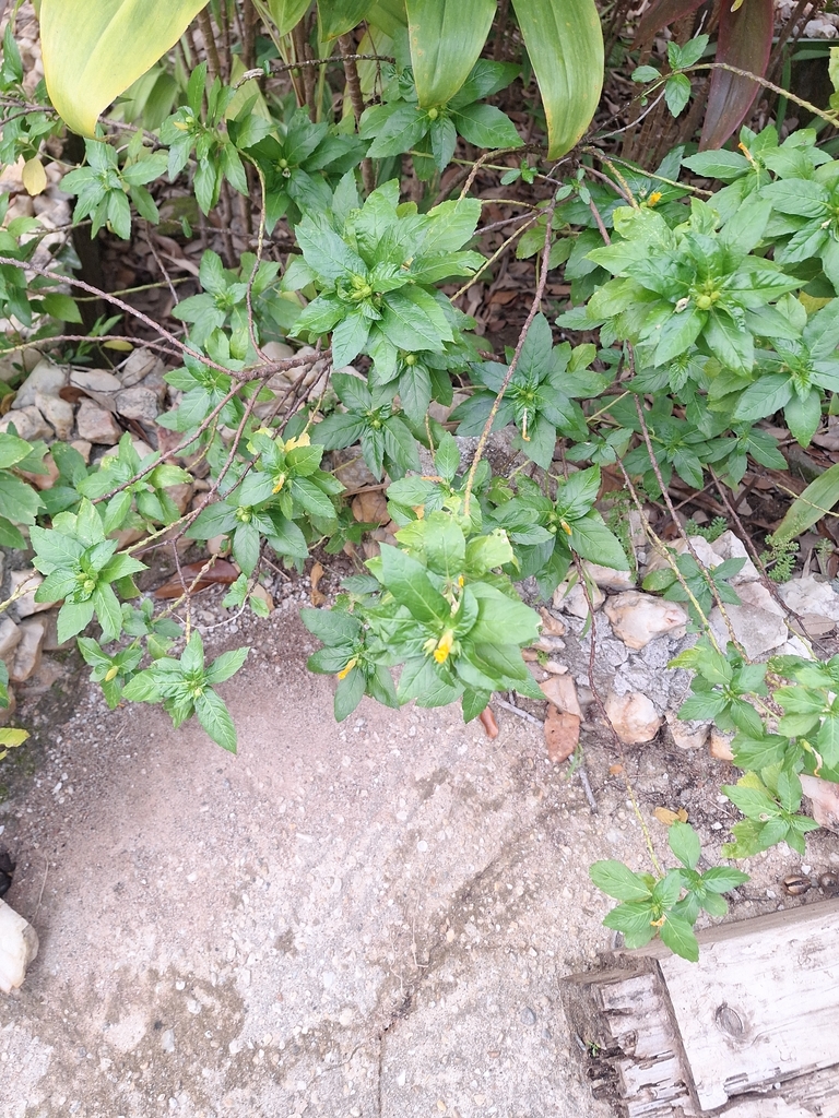 Turnera ulmifolia – Turnera ulmifolia