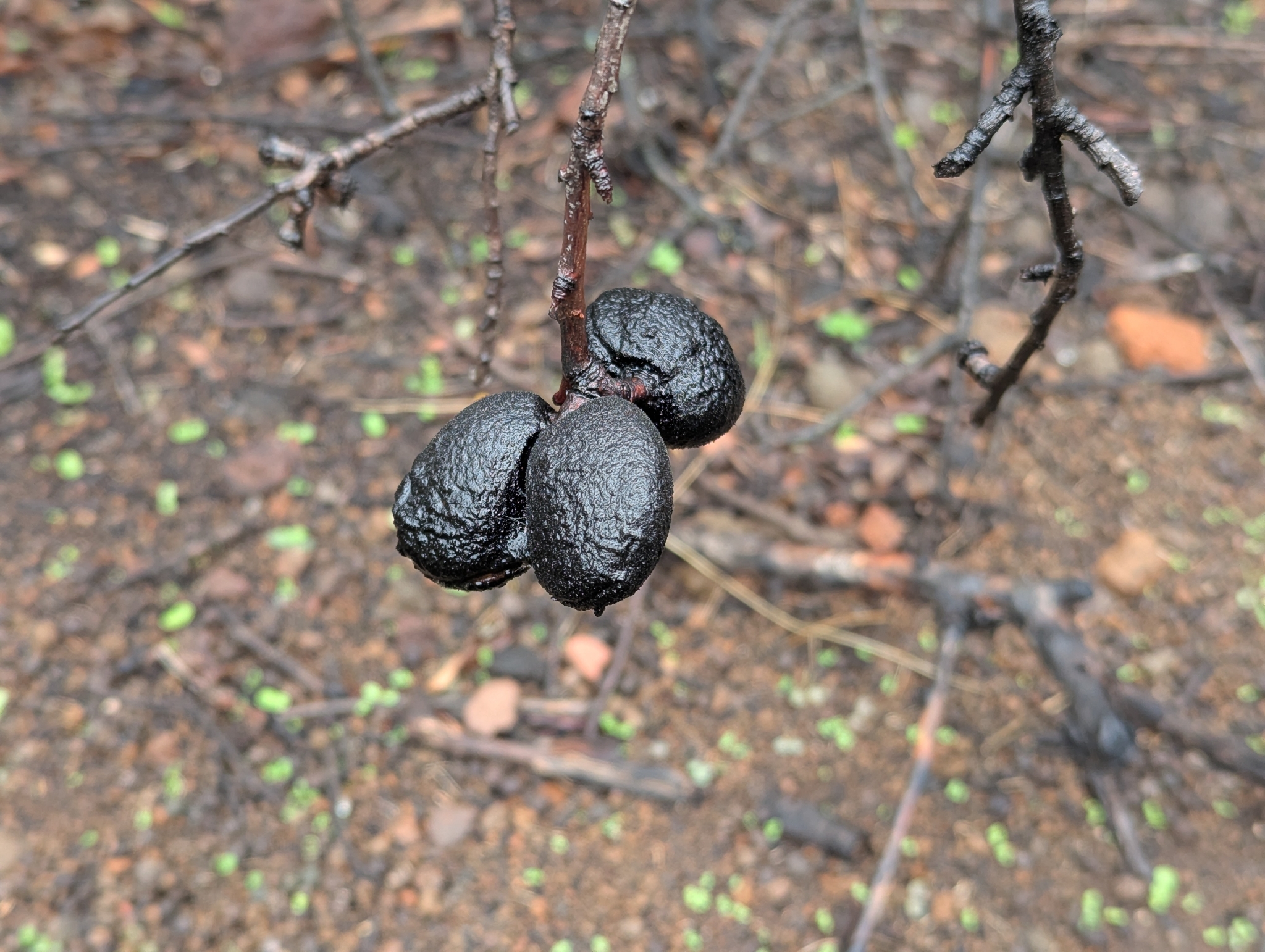Almendro