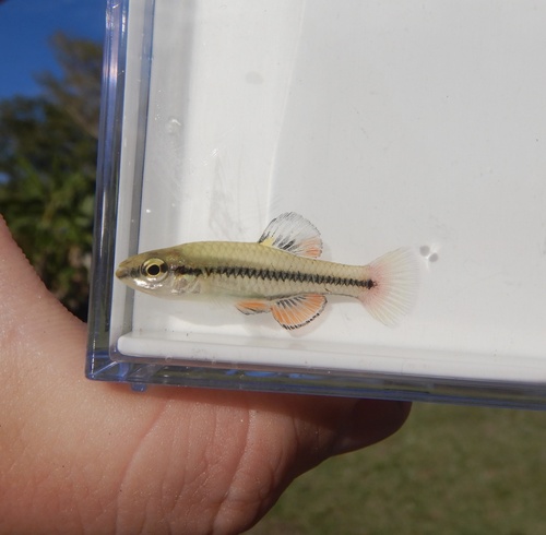 Bluefin Killifish