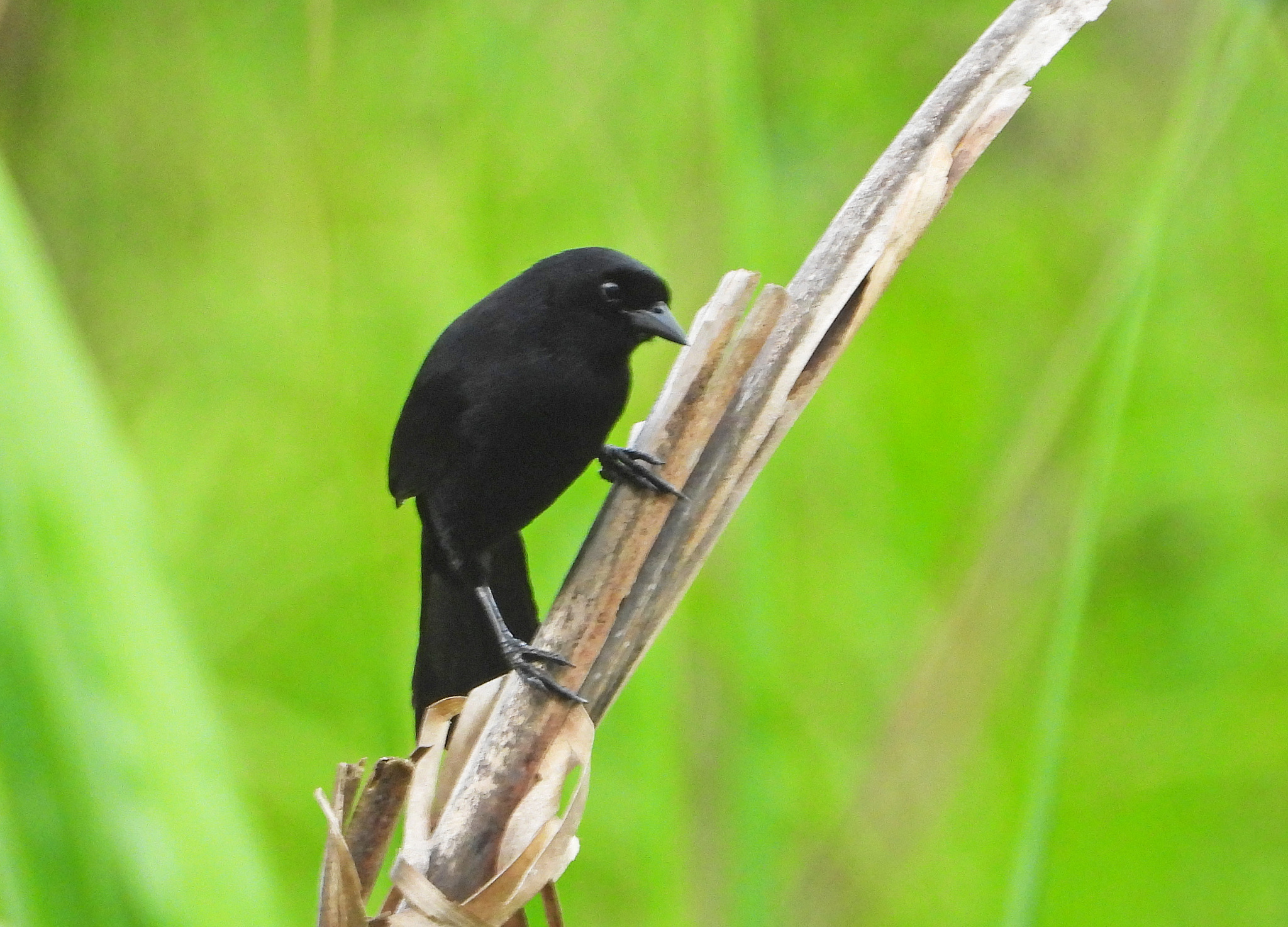 Velvet-fronted Grackle (Lampropsar tanagrinus), photo 5