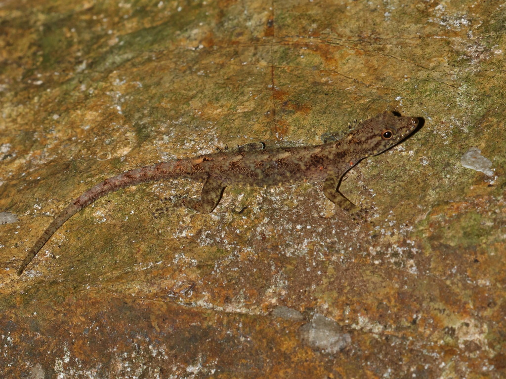 Siamese Rock Gecko