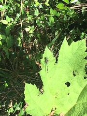 Gomphomacromia paradoxa