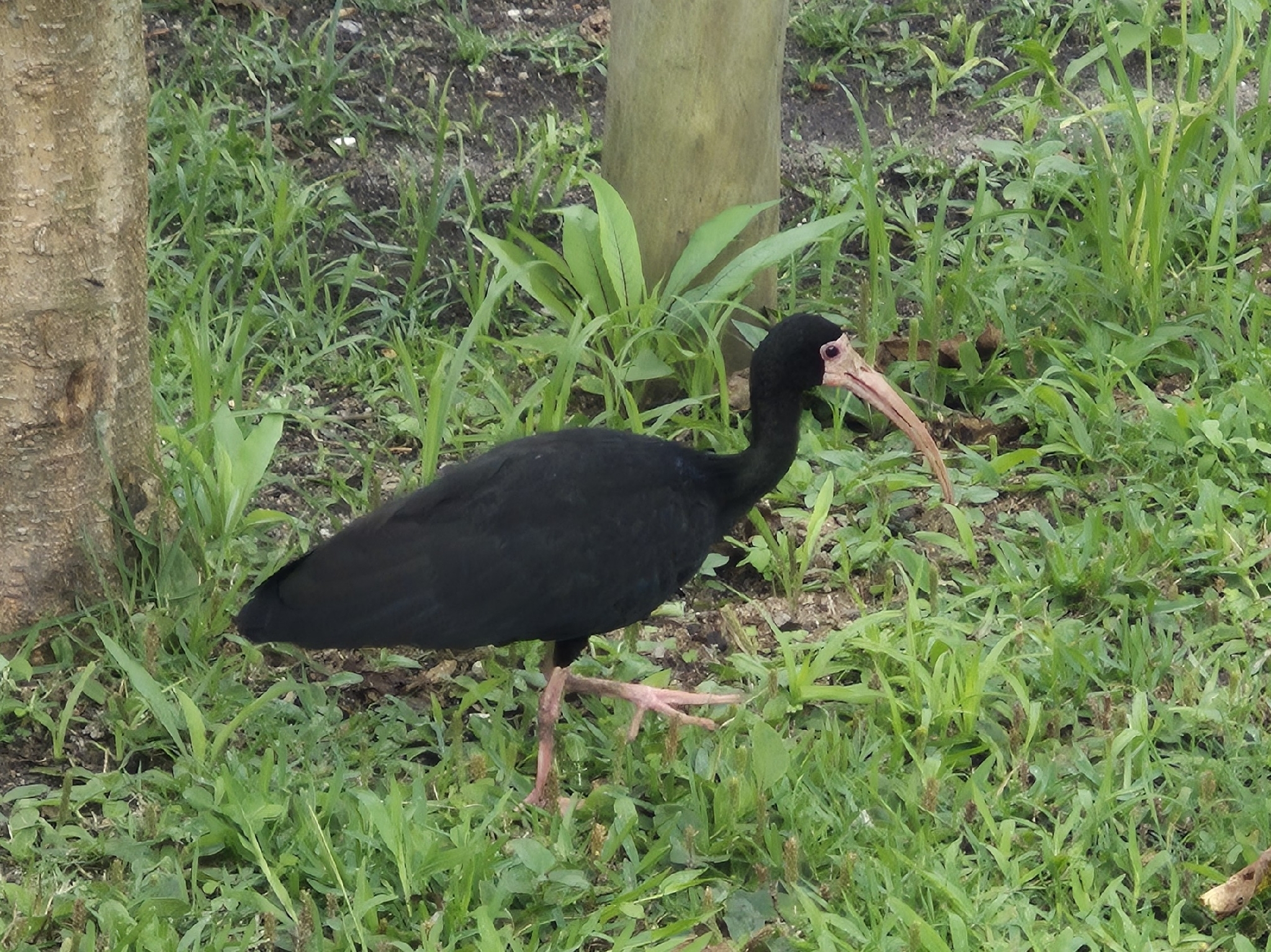 Bare-faced Ibis (Phimosus infuscatus), photo 3