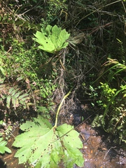 Gomphomacromia paradoxa