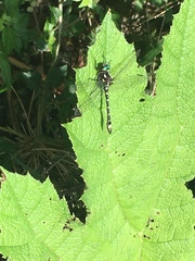 Gomphomacromia paradoxa