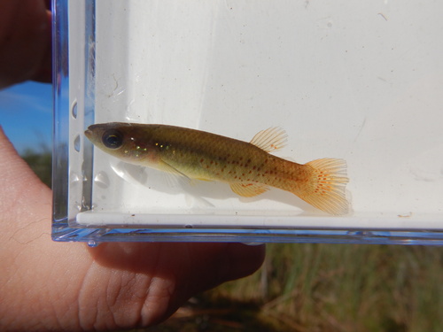 Golden topminnow (Fundulus chrysotus) — Fundulidae
