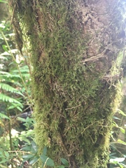Thuidium peruvianum