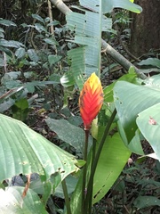 Heliconia episcopalis