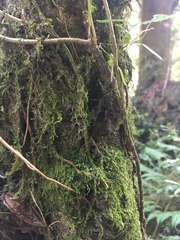 Thuidium peruvianum