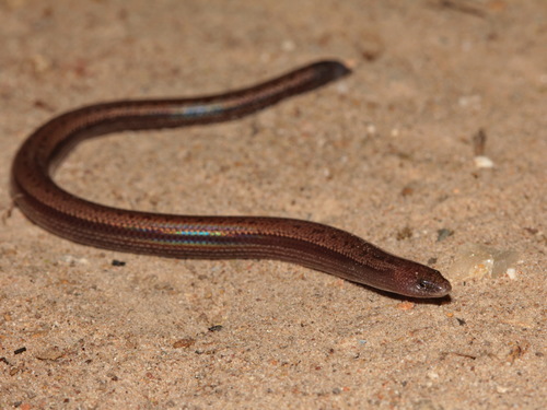 Heyer's Isopachys, Isopachys anguinoides