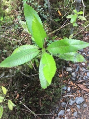 Caldcluvia paniculata