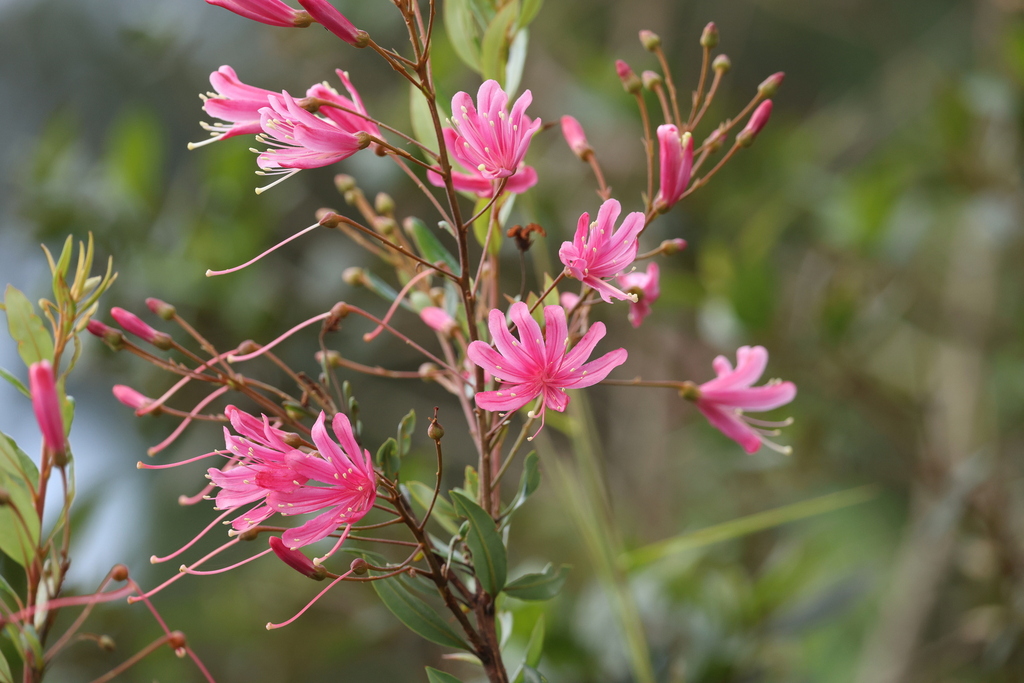 Bejaria aestuans; photograph author not stated, no rights reserved