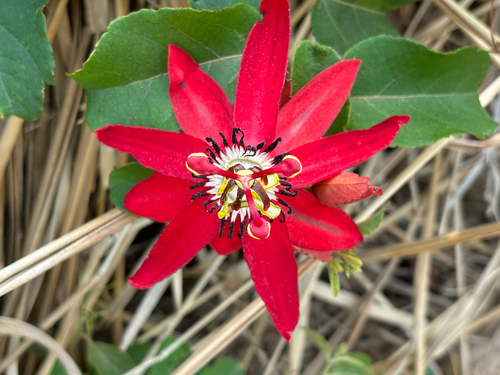 Passiflora miniata