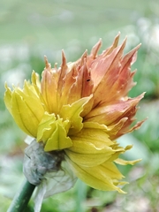 Semenov's garlic (Allium semenovii)