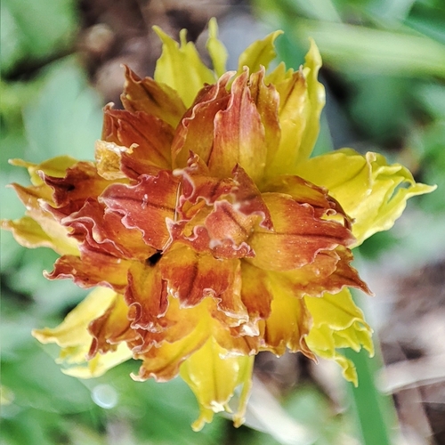 Allium semenovii, photograph 1