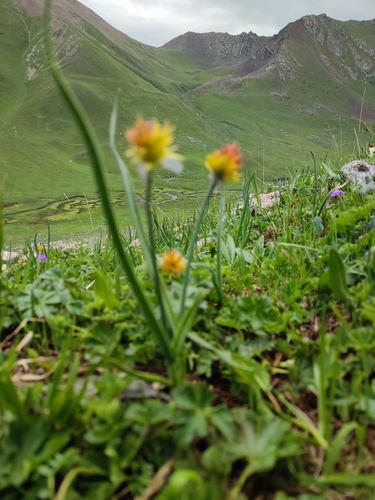 Allium semenovii, photograph 2