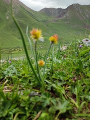 Federico Biguzzi, CC0, iNaturalist via GBIF Allium semenovii, photograph Federico Biguzzi, CC0, iNaturalist via GBIF