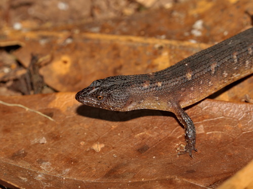 Thai Stream Skink, Tropidophorus thai