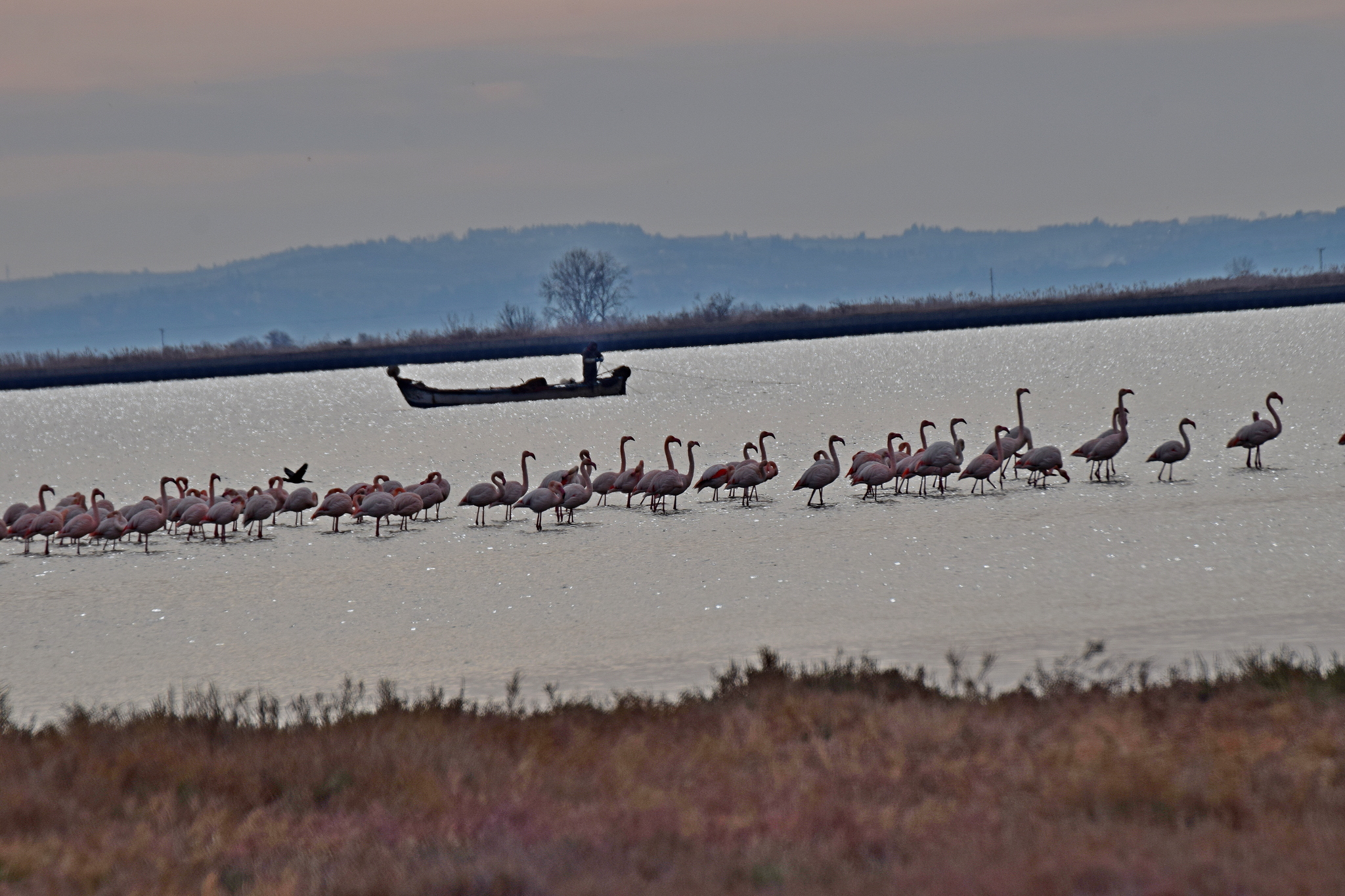 Greater Flamingo (Phoenicopterus roseus), photo 2