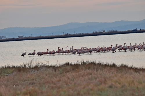 Greater Flamingo (Phoenicopterus roseus), photo 5