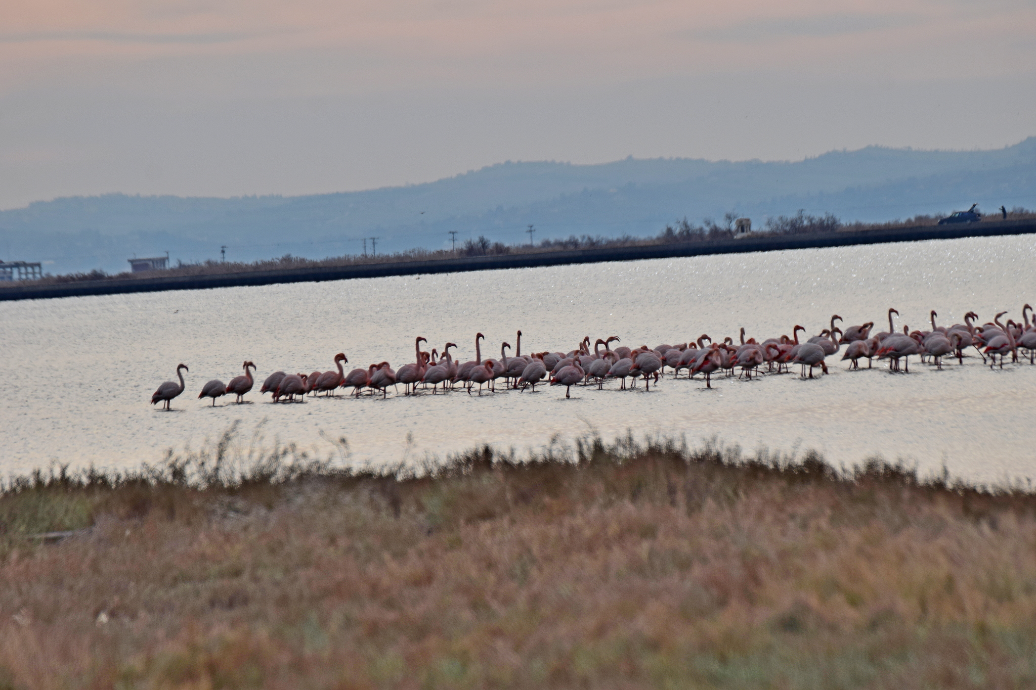 Greater Flamingo (Phoenicopterus roseus), photo 5