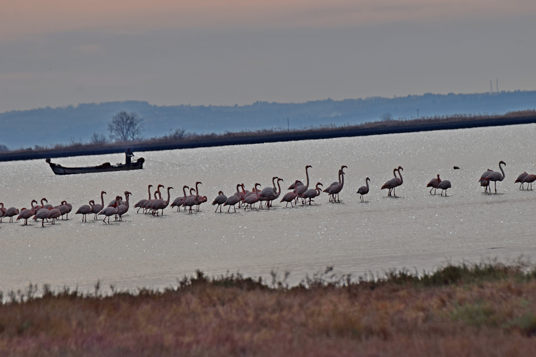 Greater Flamingo (Phoenicopterus roseus), photo 6