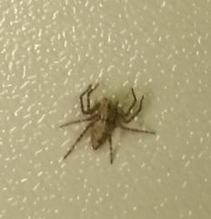 Oxyopes