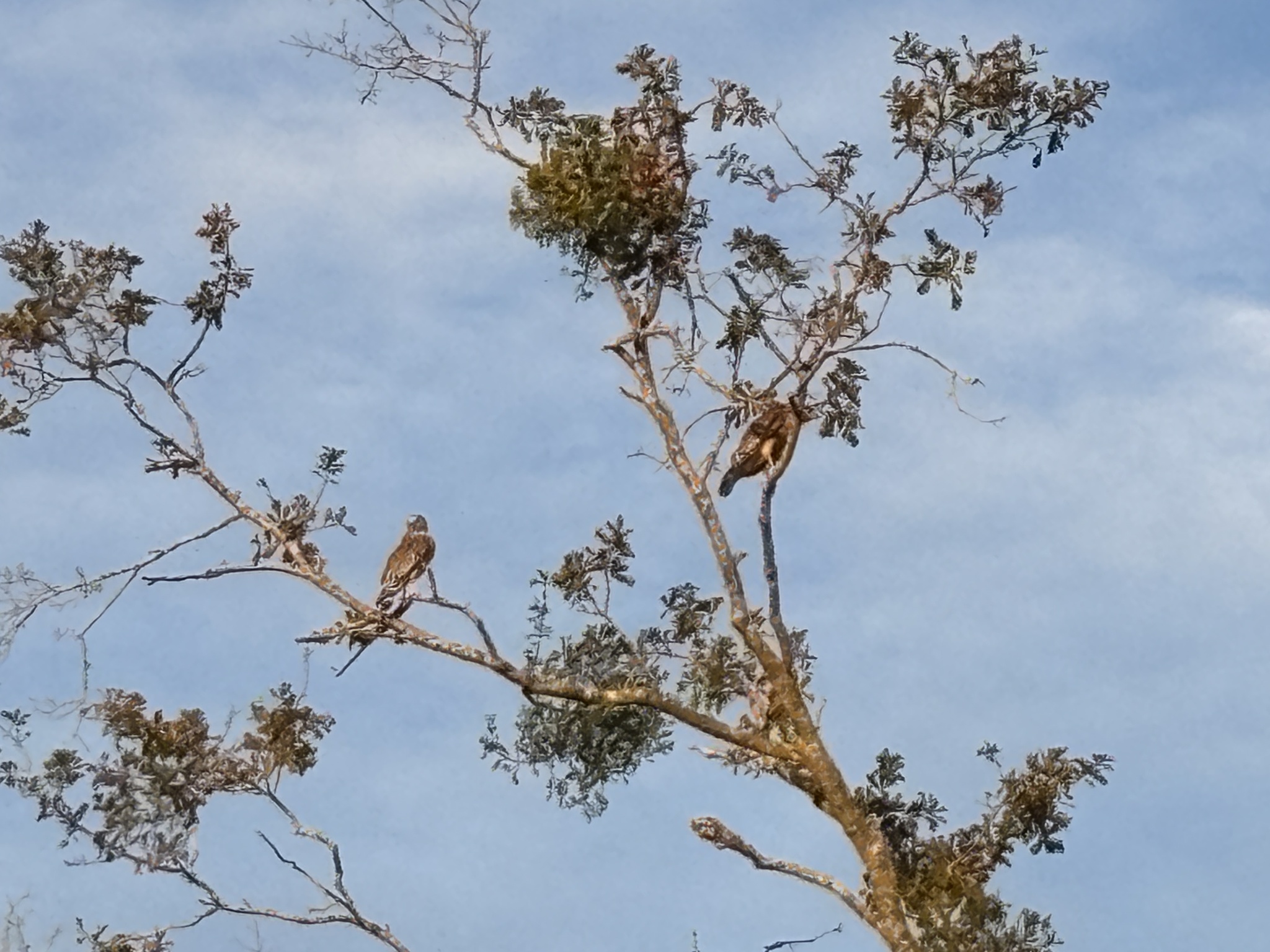 Buteo lineatus (Gmelin, 1788)