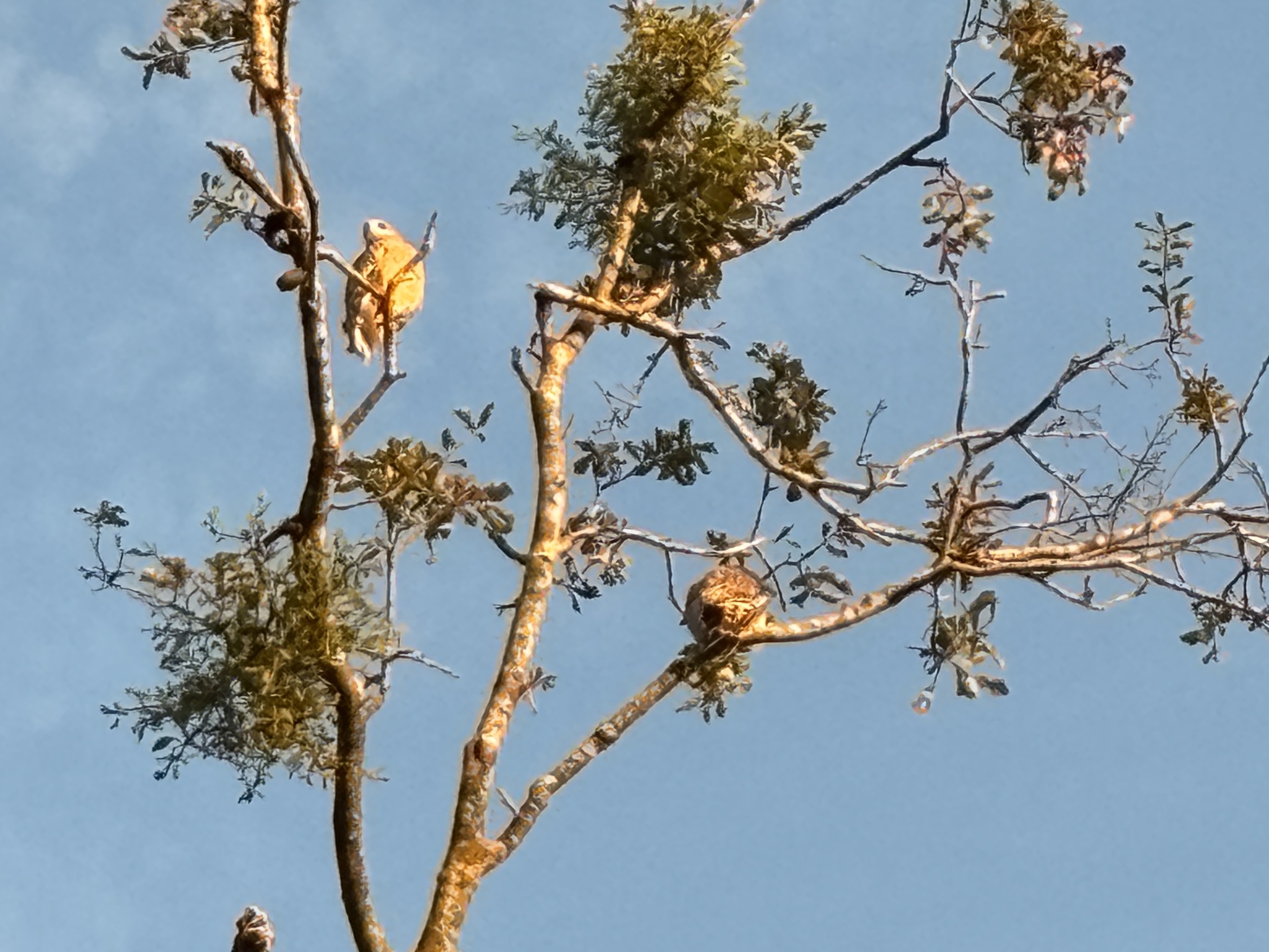 Buteo lineatus (Gmelin, 1788)
