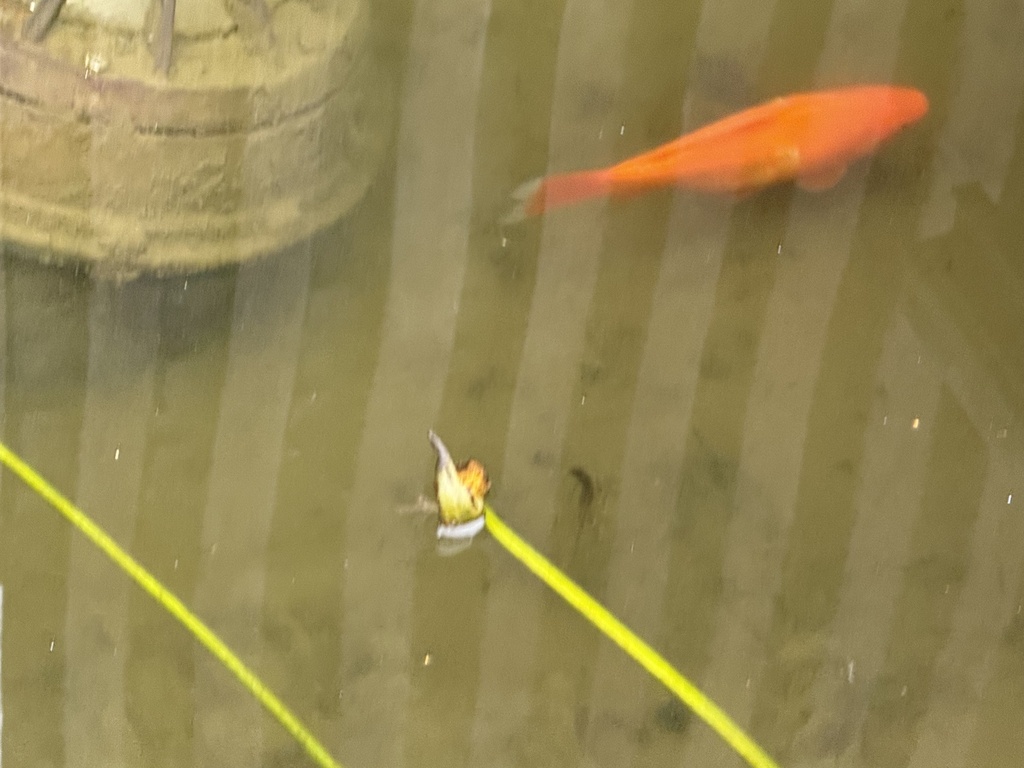 Goldfish (Carassius auratus) — Cyprinidae