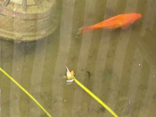 Goldfish (Carassius auratus) — Cyprinidae