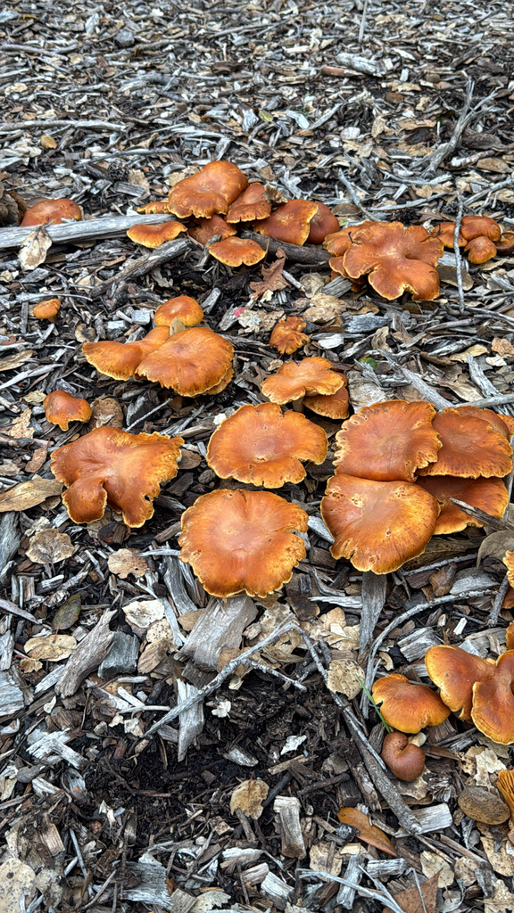 Gymnopilus aurantiophyllus · January 2026 · photo: © supereffective (iNaturalist, cc0)