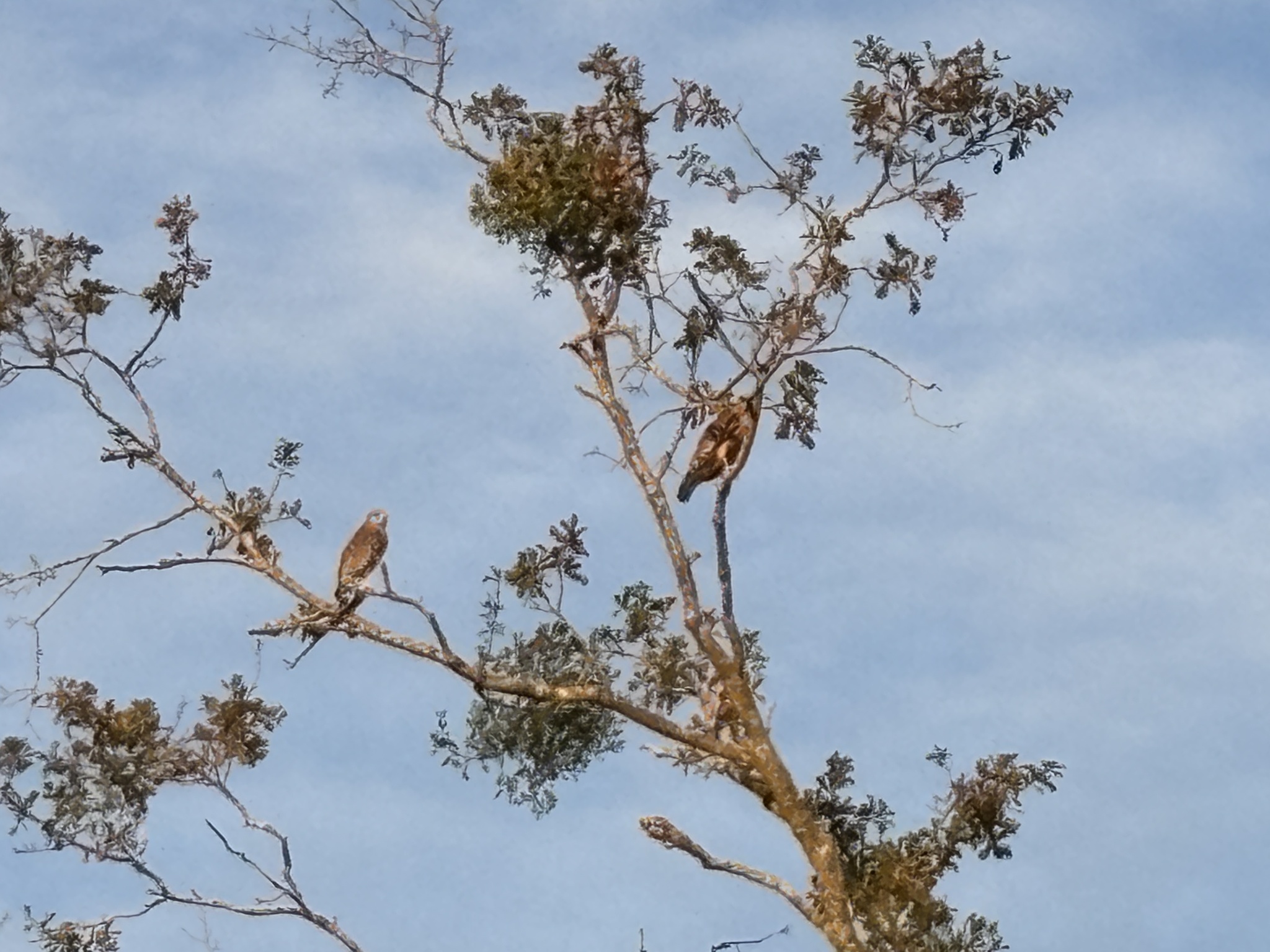 Buteo lineatus (Gmelin, 1788)