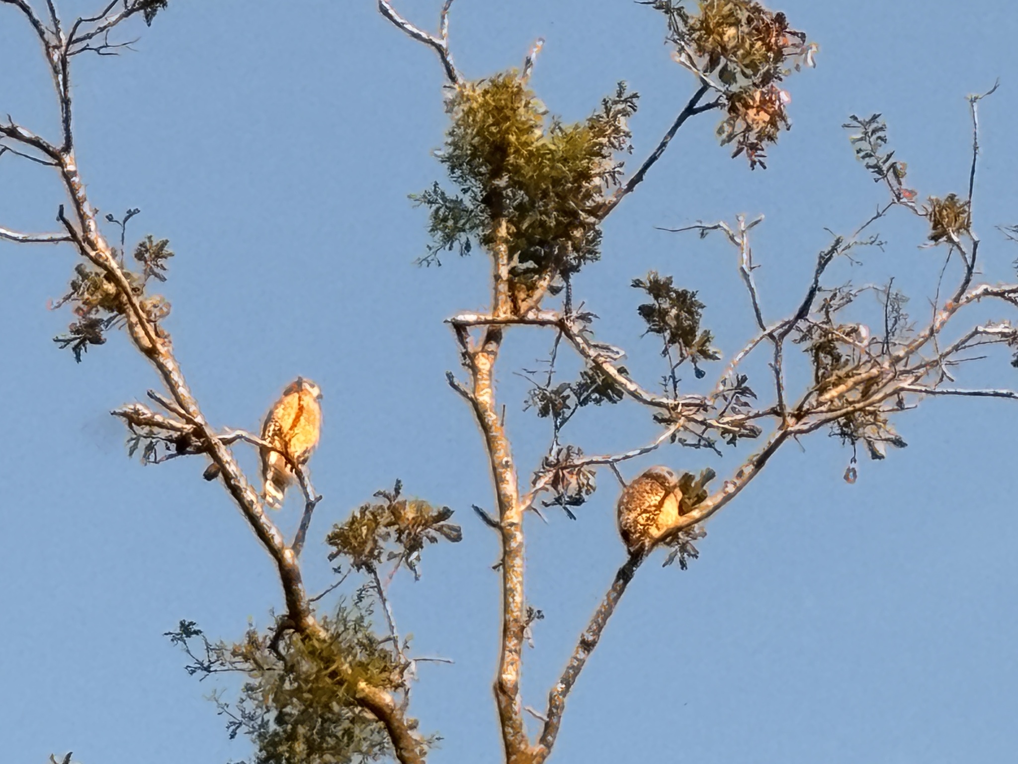 Buteo lineatus (Gmelin, 1788)