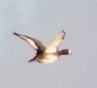 Greater Scaup (Aythya marila), photo 5