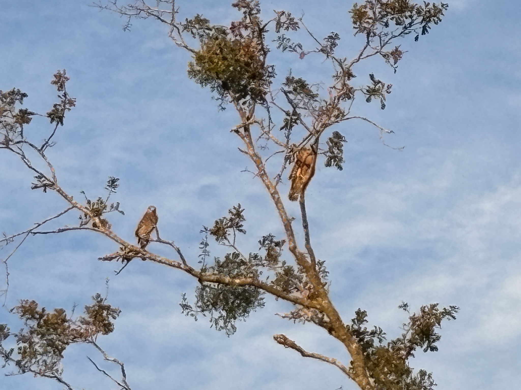 Buteo lineatus (Gmelin, 1788)